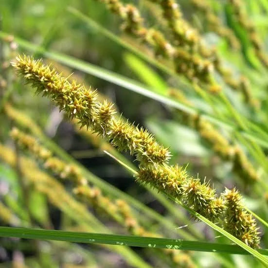Carex vulpinoidea 'Brown Fox Sedge' -#1
