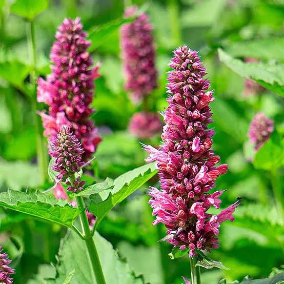 Agastache foeniculum - Anise Hyssop #3