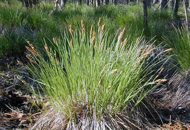 Carex stricta 'Tussock Sedge' - PLUG
