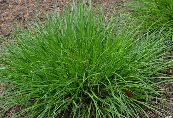 Carex vulpinoidea 'Brown Fox Sedge' -#1
