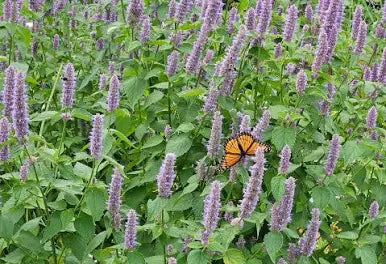 Agastache foeniculum - Anise Hyssop #3
