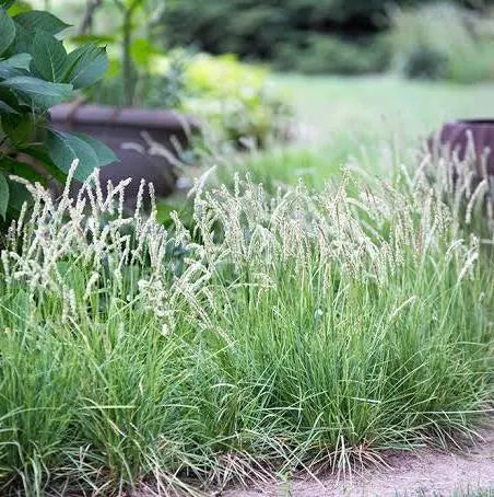 Sesleria autumnalis - Autumn Moor Grass -  #1