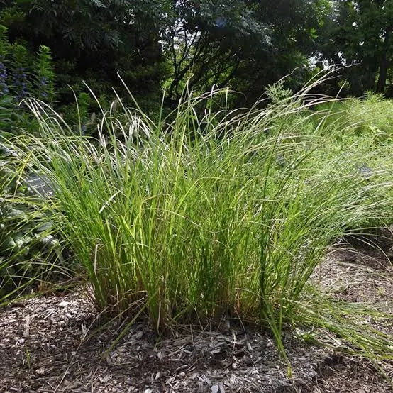 Carex stricta 'Tussock Sedge' - PLUG