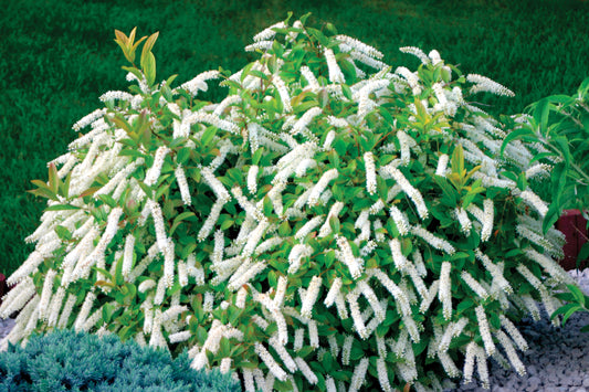 Itea virginica 'Little Henry' (PW)