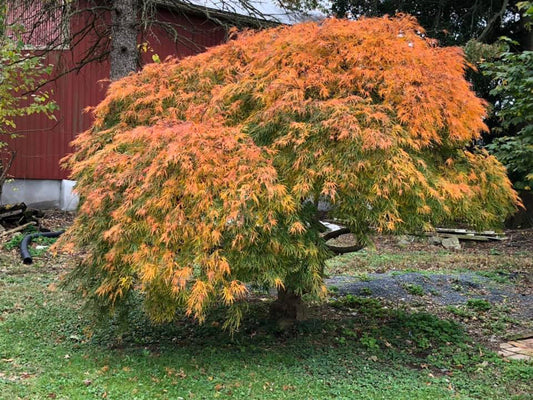 Acer palmatum var. dissectum 'Viridis'