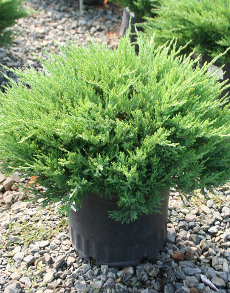 Juniperus horizontalis 'Plumosa Compacta'