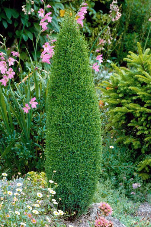 Juniperus communis 'Pencil Point'