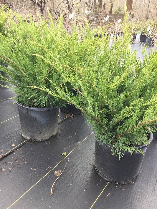 Juniperus chinensis 'Sea Green'