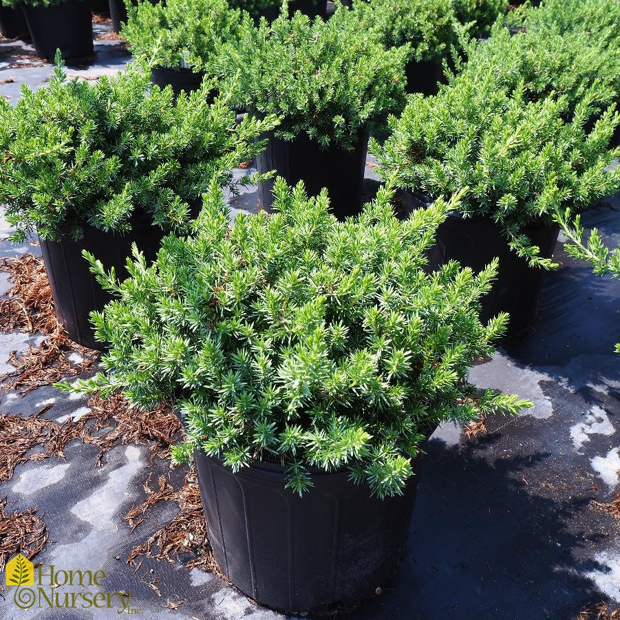 Juniperus conferta 'Blue Pacific' - #3