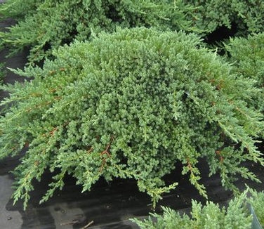 Juniperus procumbens 'Nana' Dwarf Juniper