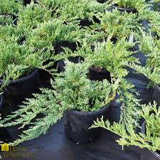 Juniperus horizontalis 'Wiltonii'