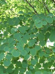 Cercidiphyllum japonicum