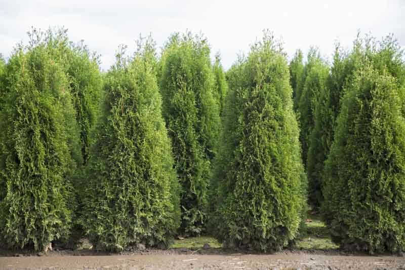 X Cuppressocyparis leylandii