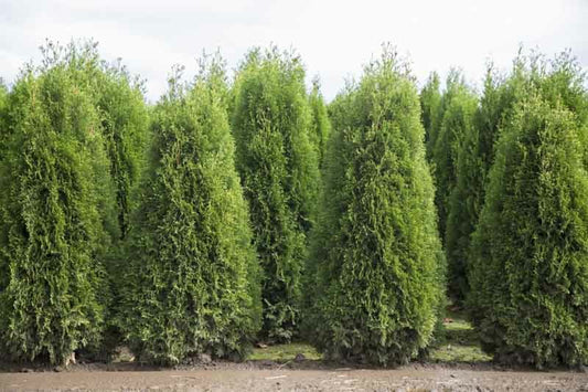 X Cuppressocyparis leylandii