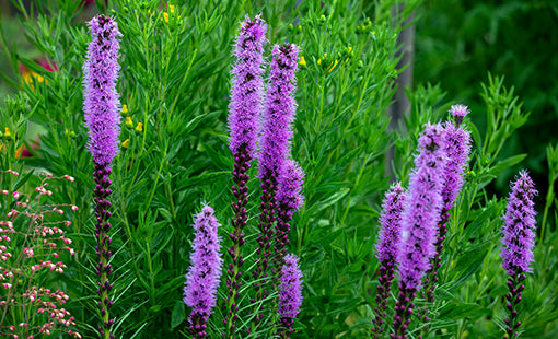 Liatric spicata 'Dense Blazing Star' #1