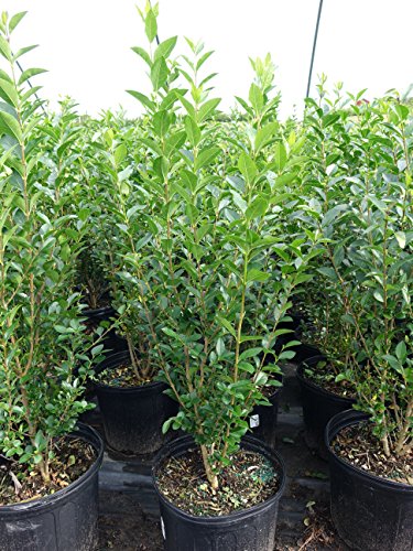 Ligustrum ovalifilium 'California Privet'