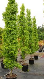 Liquidambar styraciflua 'Rotundiloba' 2-2.5" - SS