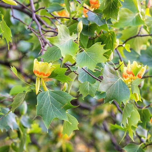 Liriodendron tulipifera
