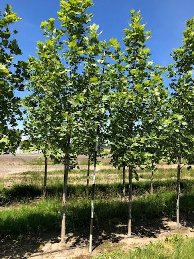 Platanus acerifolia ‘Exclamation’