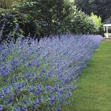Caryopteris x clandonensis 'Longwood Blue'