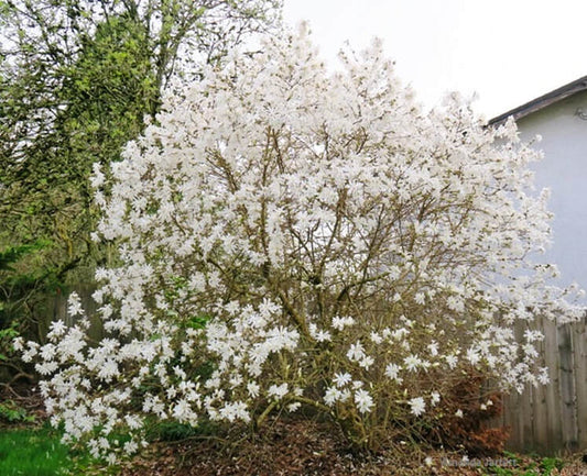 Magnolia stellata