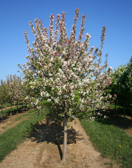 Malus 'Sutyzam'
