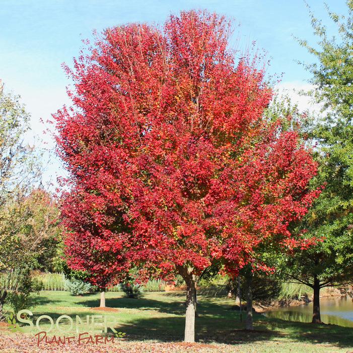 Acer rubrum 'Red Sunset' 1-1.5" cal in ground