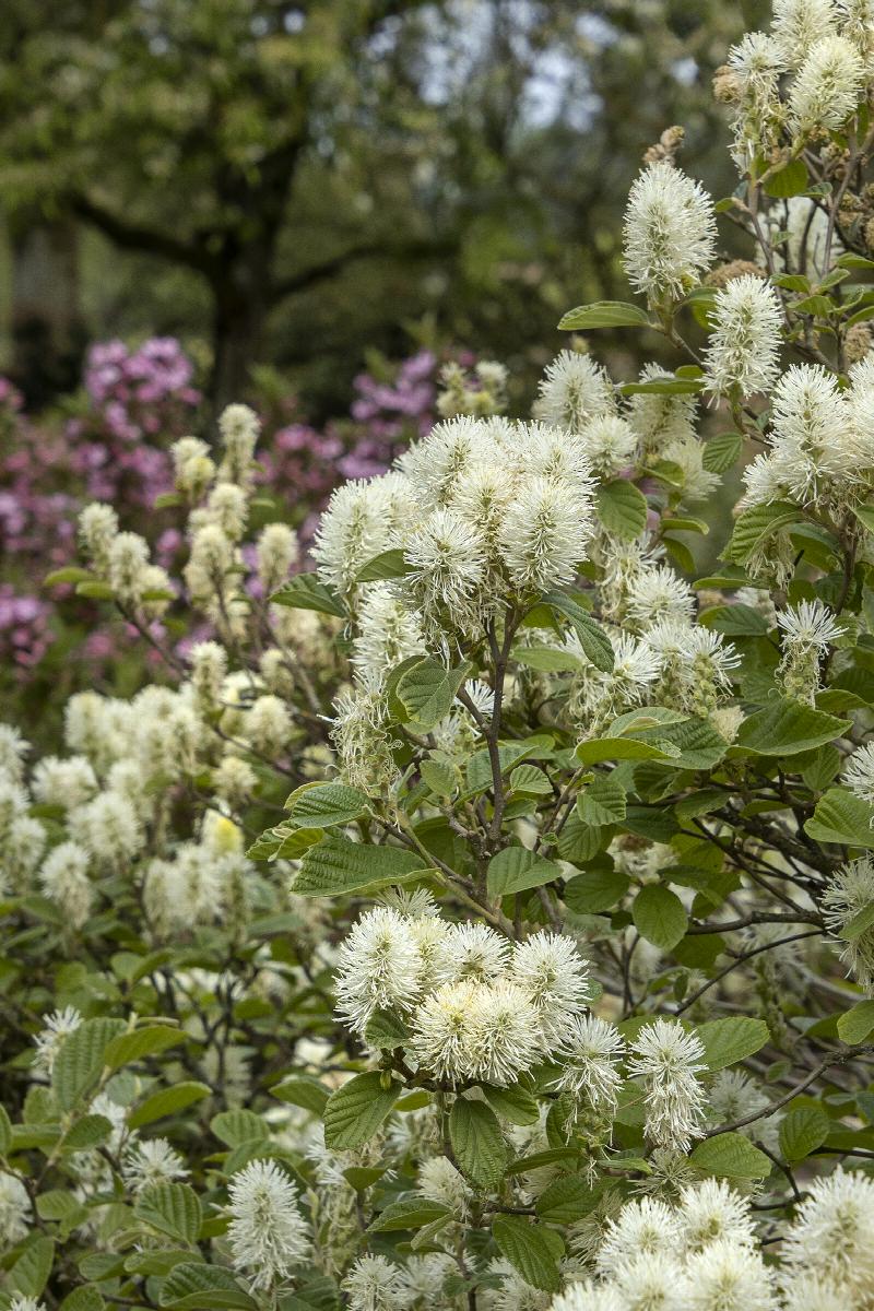 Fothergilla gardenii 'Dwarf Fothergilla' #5