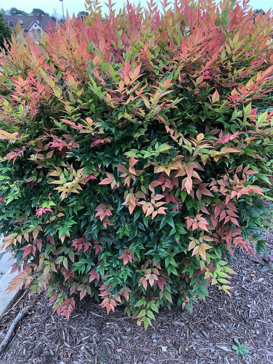 Nandina domestica 'Murasaki Flirt'