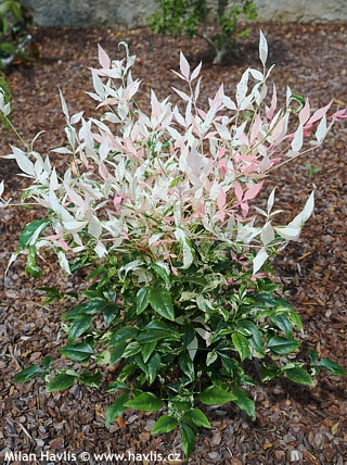 Nandina domestica 'Twilight'