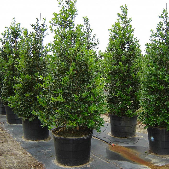 Ilex x 'Nellie R. Stevens' #7