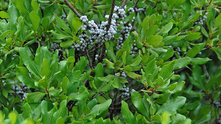 Myrica pensylvanica 'Bayberry' #3