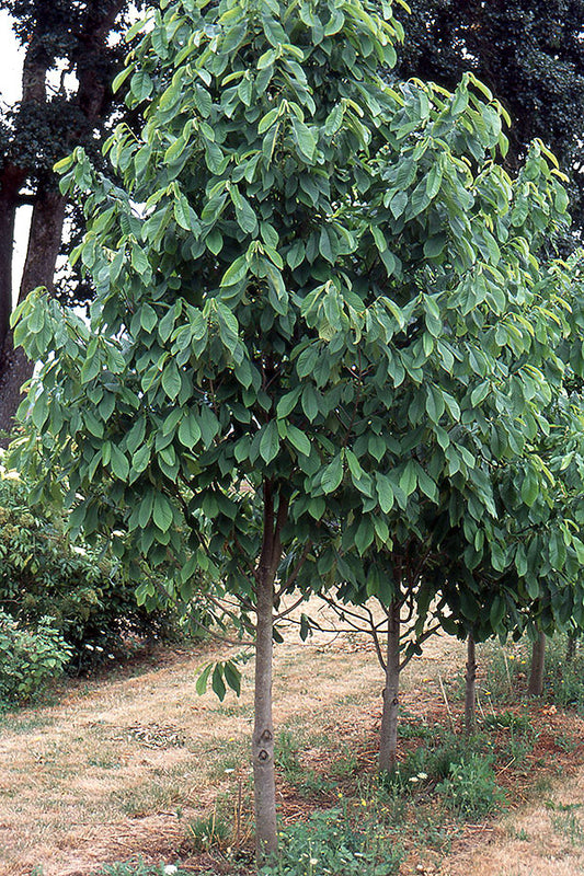 Asimina triloba 'Paw Paw'