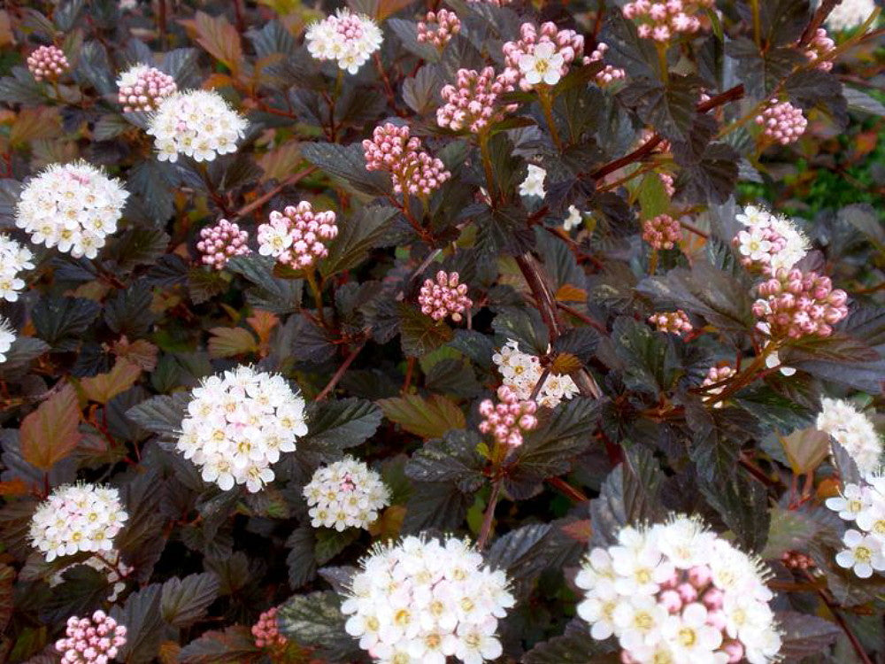 Physocarpus opulifolius 'Seward'