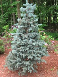 Picea pungens 'Baby Blue Eyes'