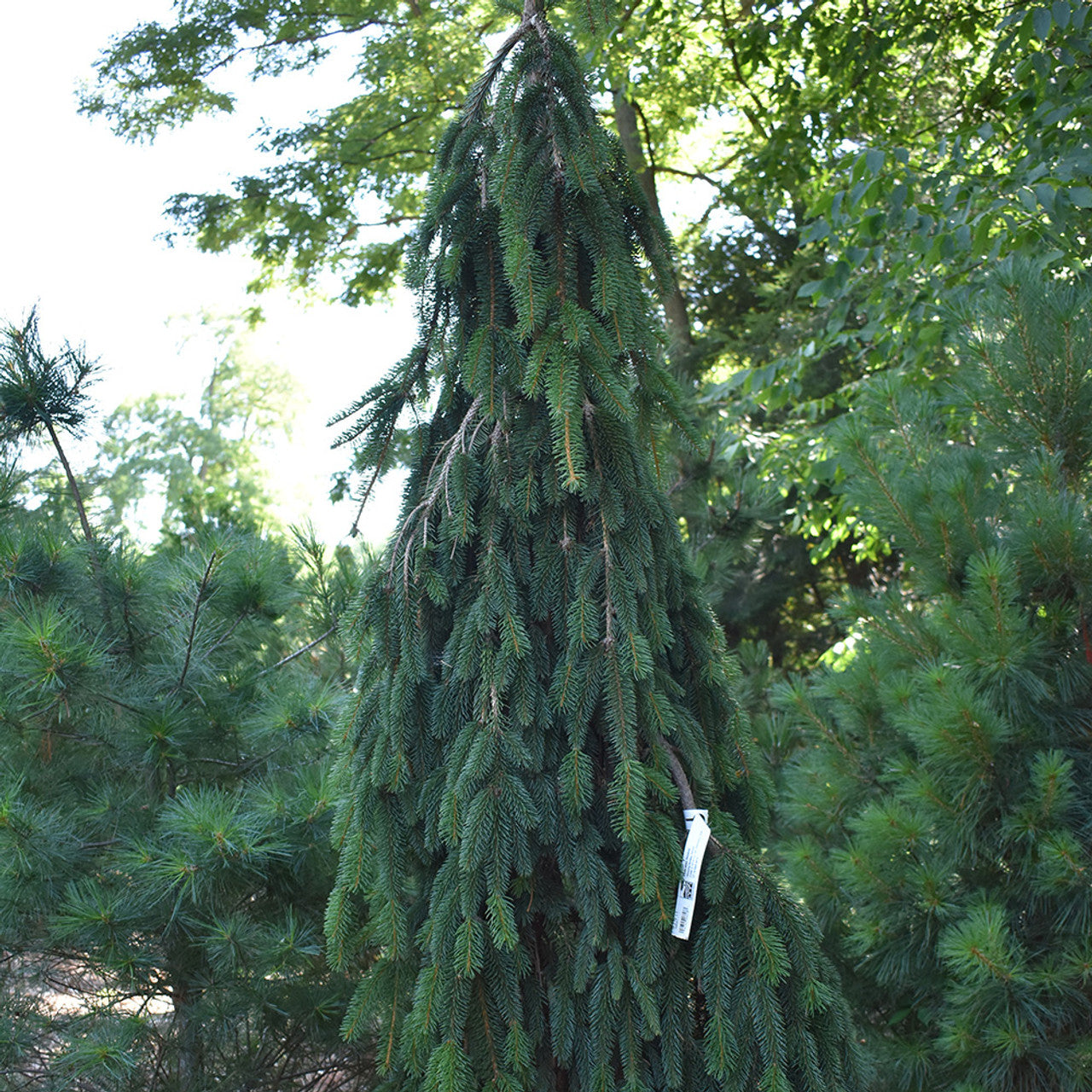 Picea abies 'Pendula'