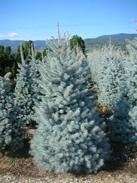 Picea pungens