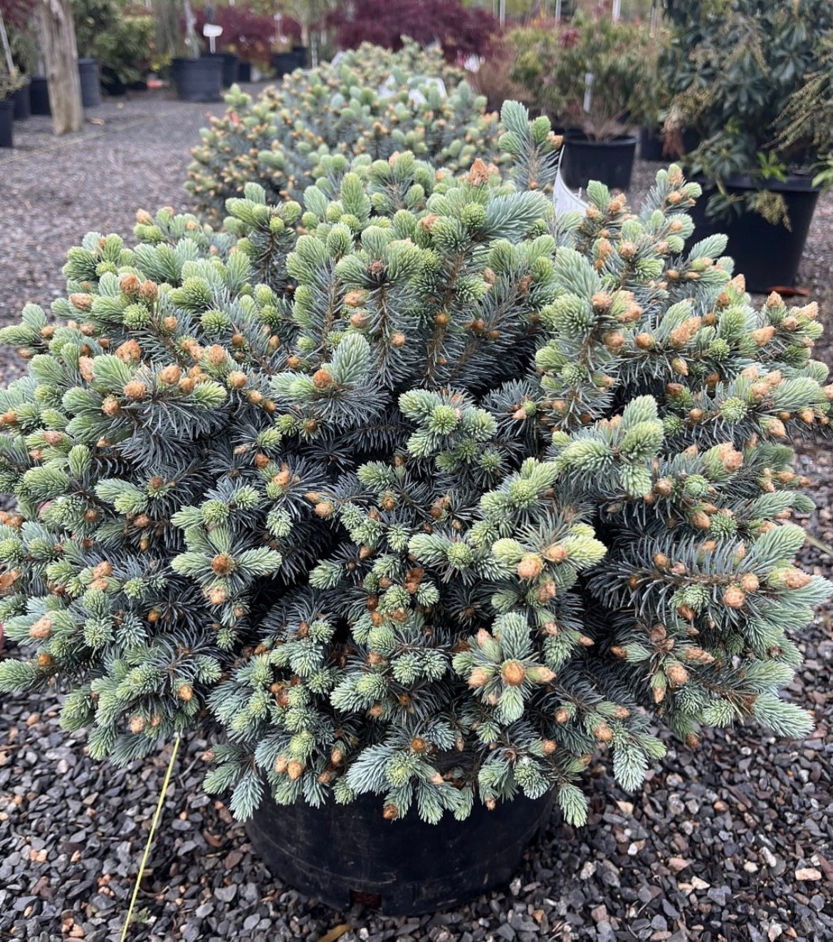 Picea pungens 'Glauca Globosa'
