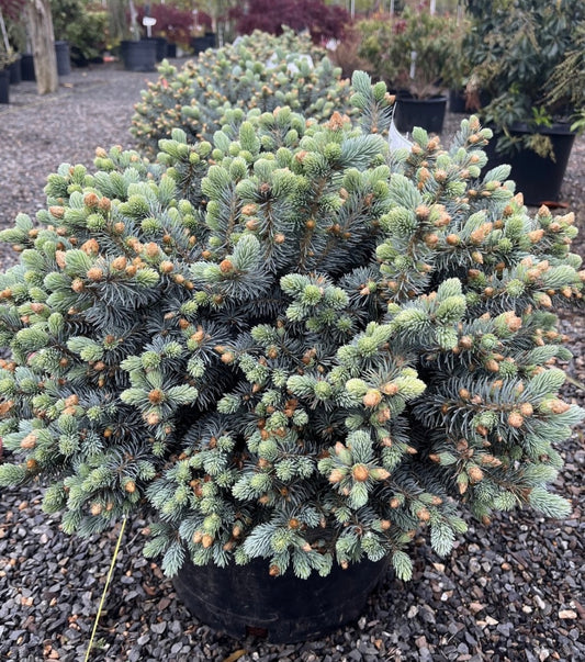 Picea pungens 'Glauca Globosa'