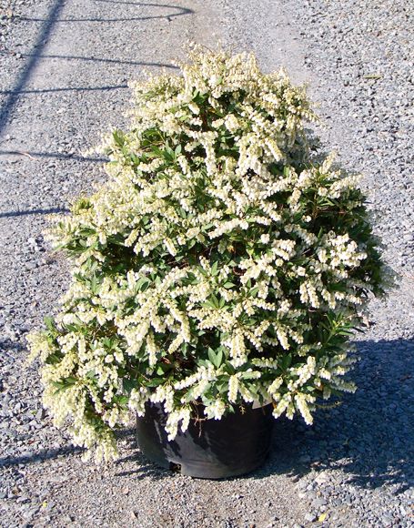 Pieris japonica 'Cavatine' #6