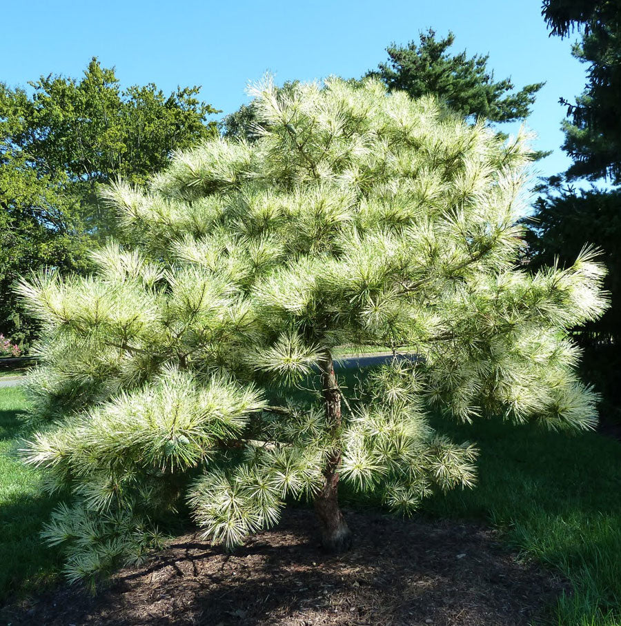 Pinus densiflora 'Oculus Draconis'