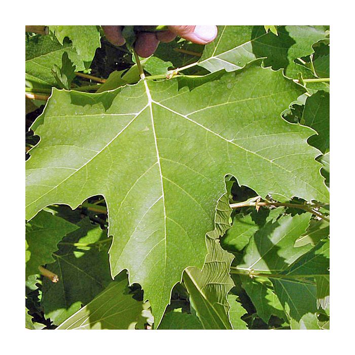 Platanus x acerifolia 'Bloodgood'