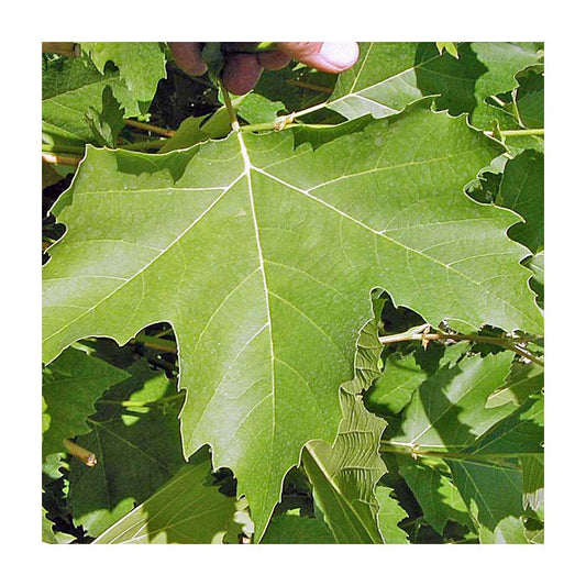 Platanus x acerifolia 'Bloodgood'