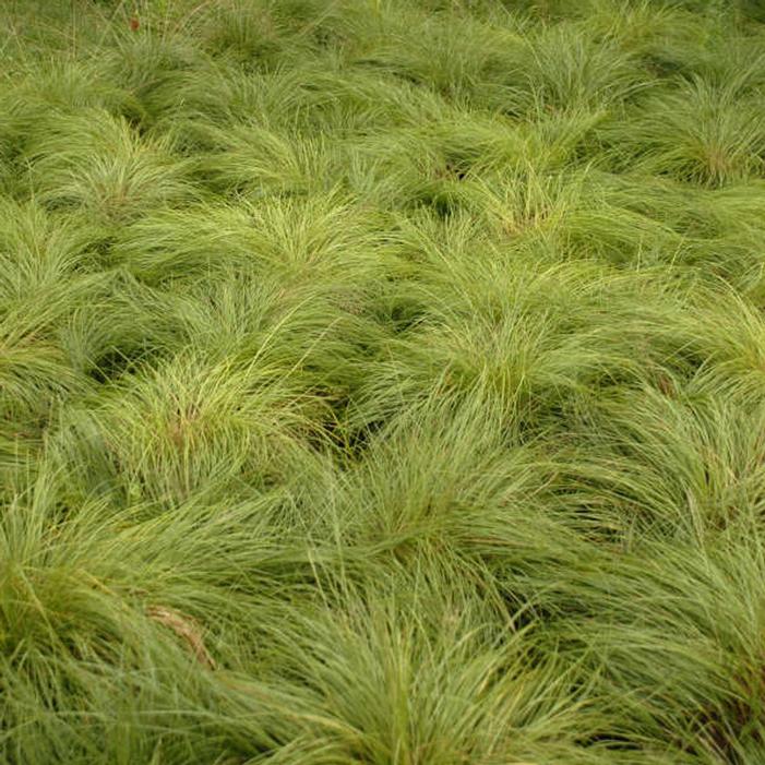 Sporobolus heterolepis 'Prairie Dropseed' #1