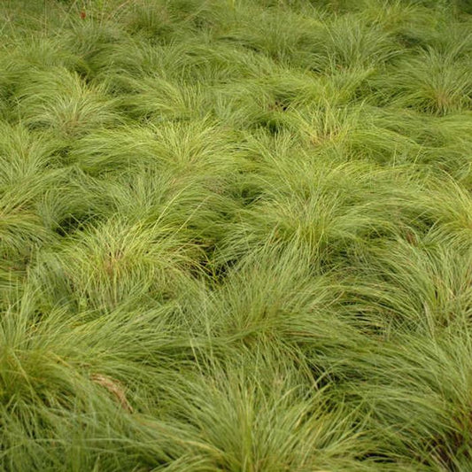Sporobolus heterolepis 'Prairie Dropseed' #1