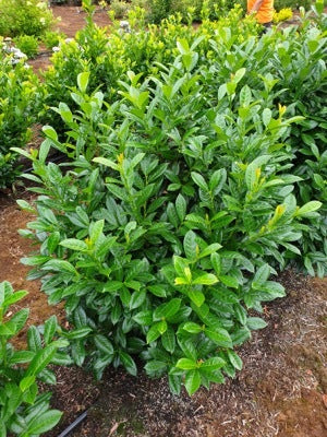 Prunus laurocerasus 'Greenfinity' #6