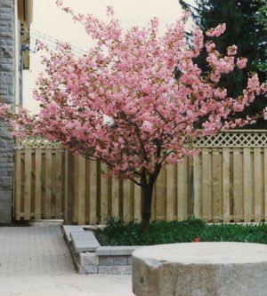 Prunus serrulata 'Kwanzan'