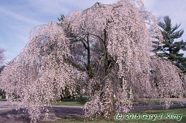 Prunus x subhirtella ‘Pendula’