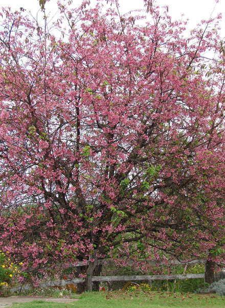 Prunus campanulata