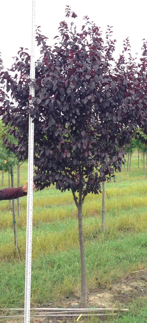Prunus cerasifera ‘Thundercloud’